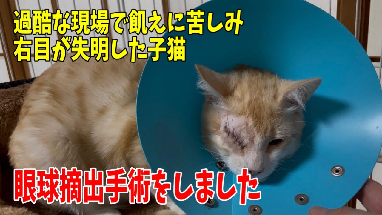 【沖縄っ子】無事に眼球摘出手術が終わりました