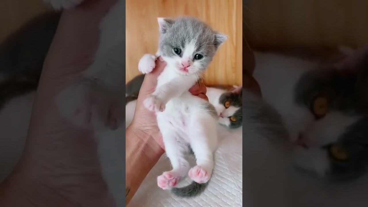 How Cats cooking campillation cats amazing  smart cats  314