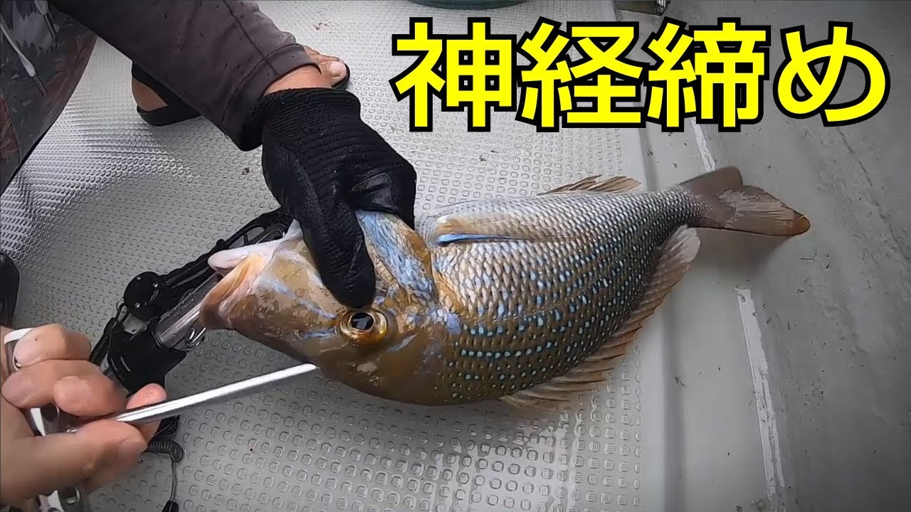 魚の活け締め→血抜き→神経締め。釣った魚を美味しく保存する手順