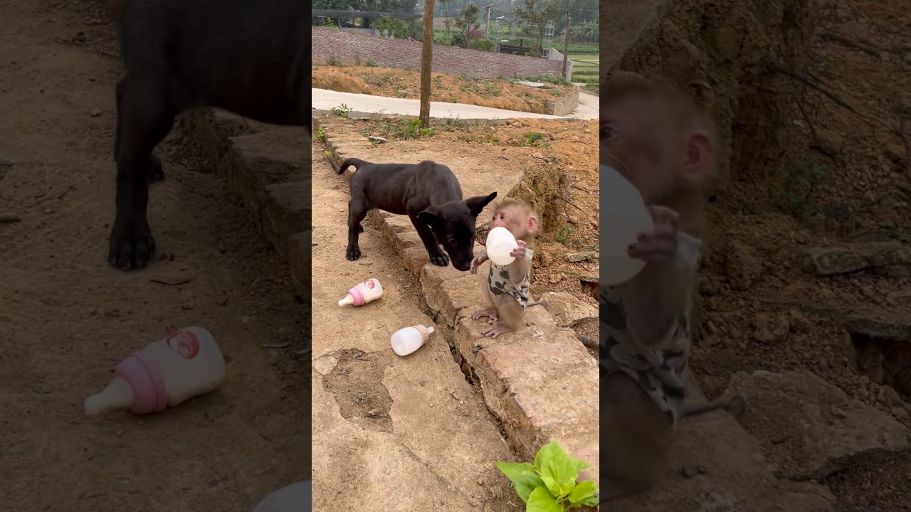 Susu ran away when she saw the dog approaching.🤭