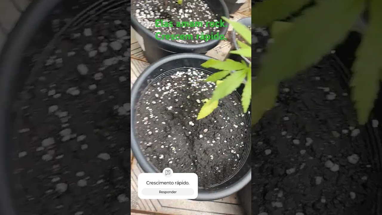 As primeiras semanas de germina&ccedil;&atilde;o da cannabis