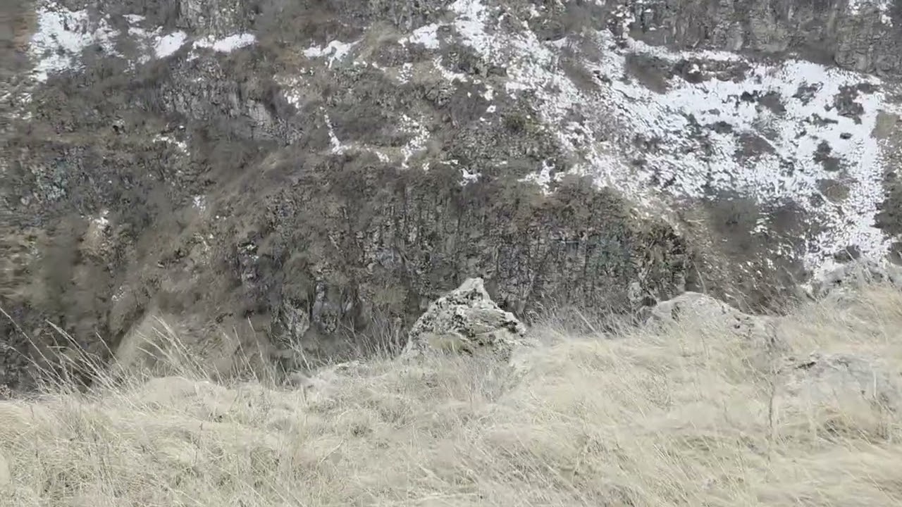 Wild Cat in Tsalka (Dashbashi) Canyon