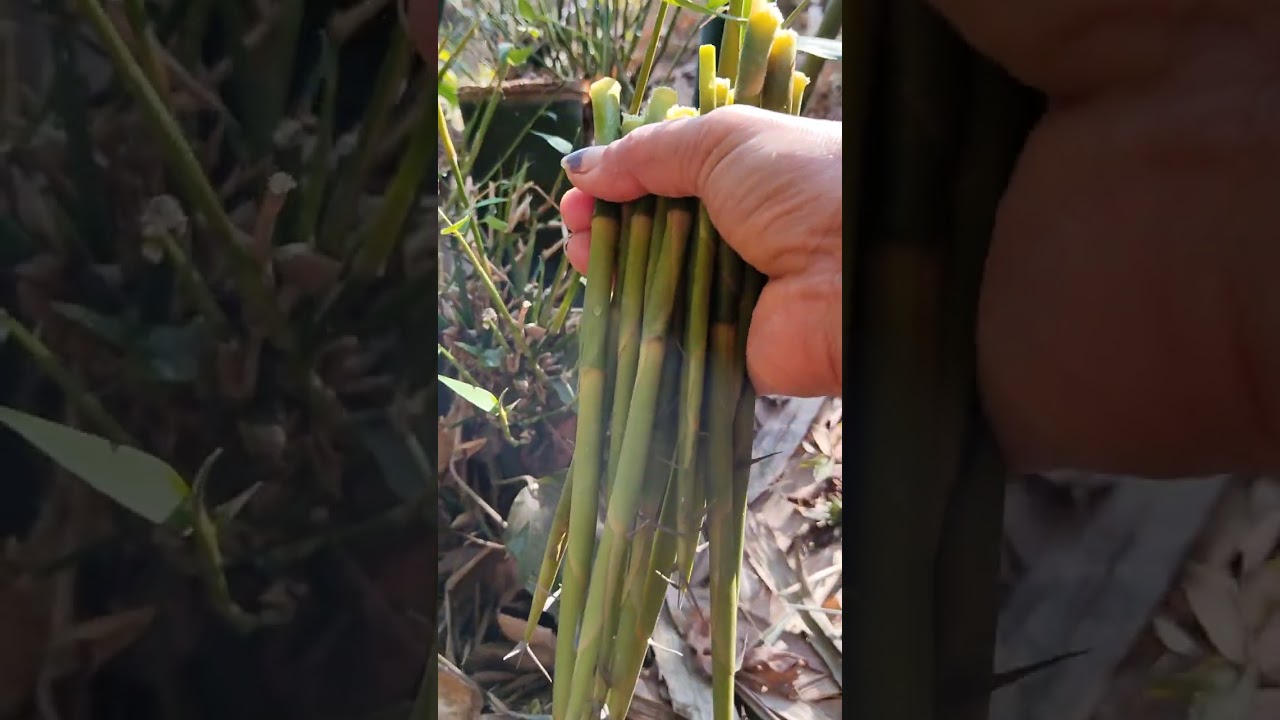 เข้าสวนหักหน่อไม้อีกแล้วจ้าทุกคน