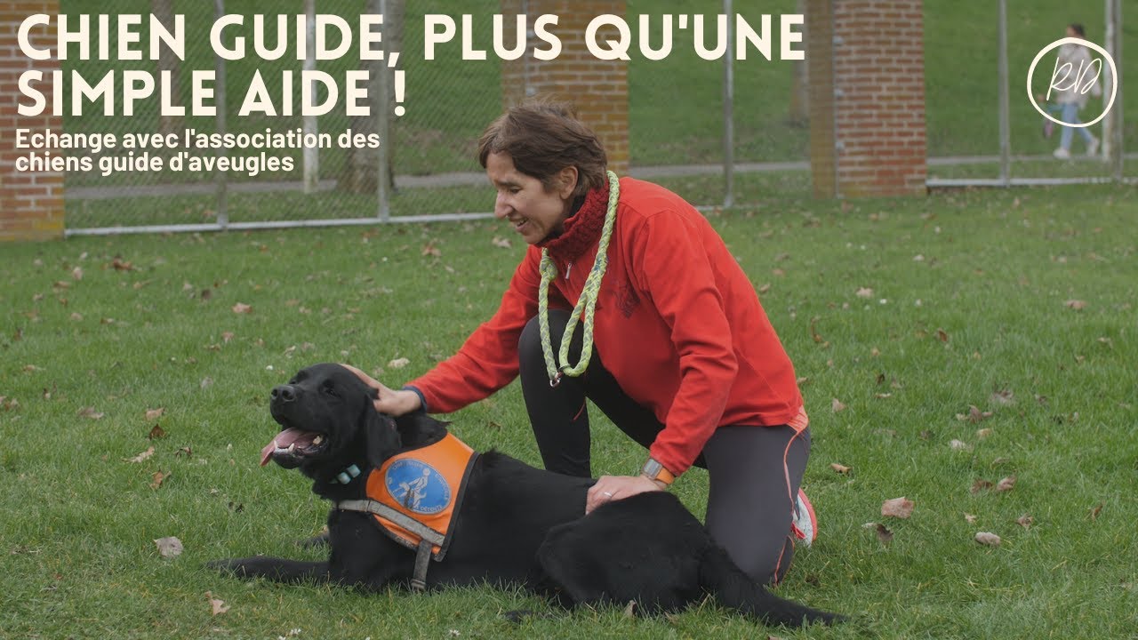 Chien guide, plus qu'une simple aide !