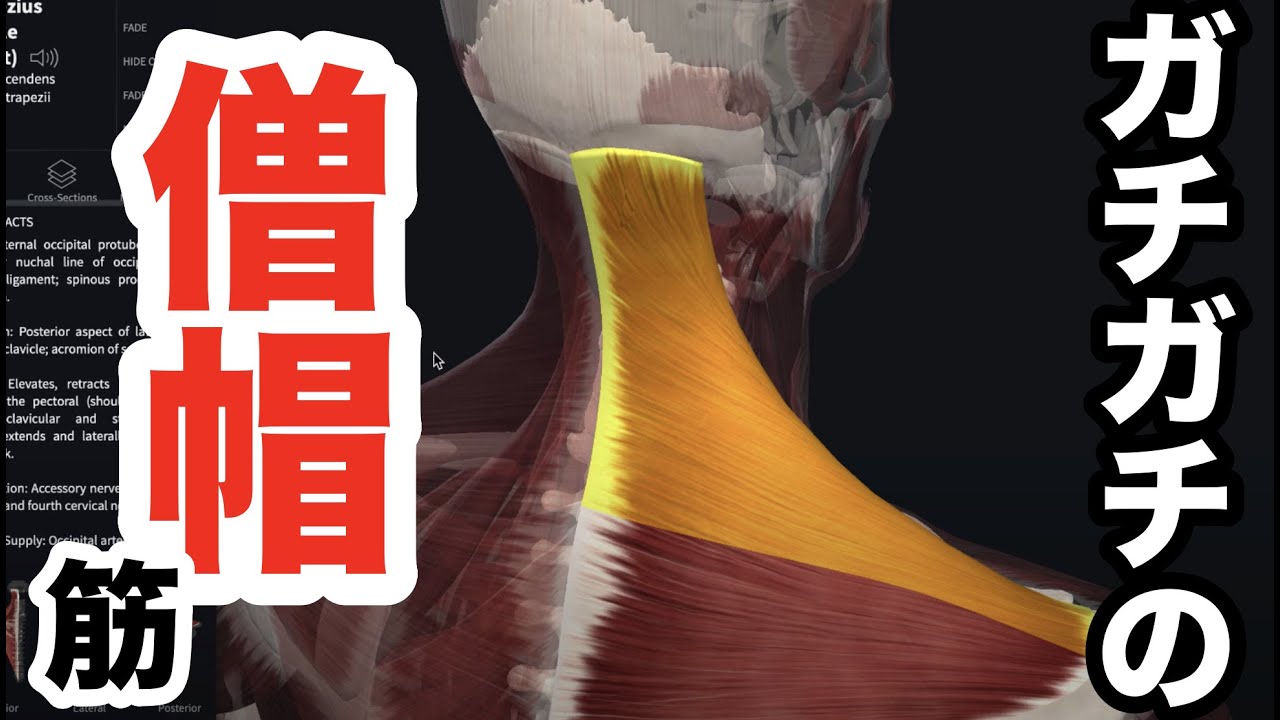 ガチガチの僧帽筋を一撃で緩め、二度と再発させない最強のテクニック【腰痛  治し方 ストレッチ】How to loosen the trapezius muscle with a single blow