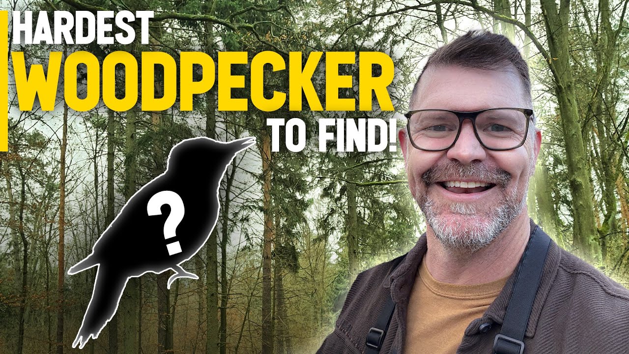 Is This the Hardest Woodpecker to Find in North America?
