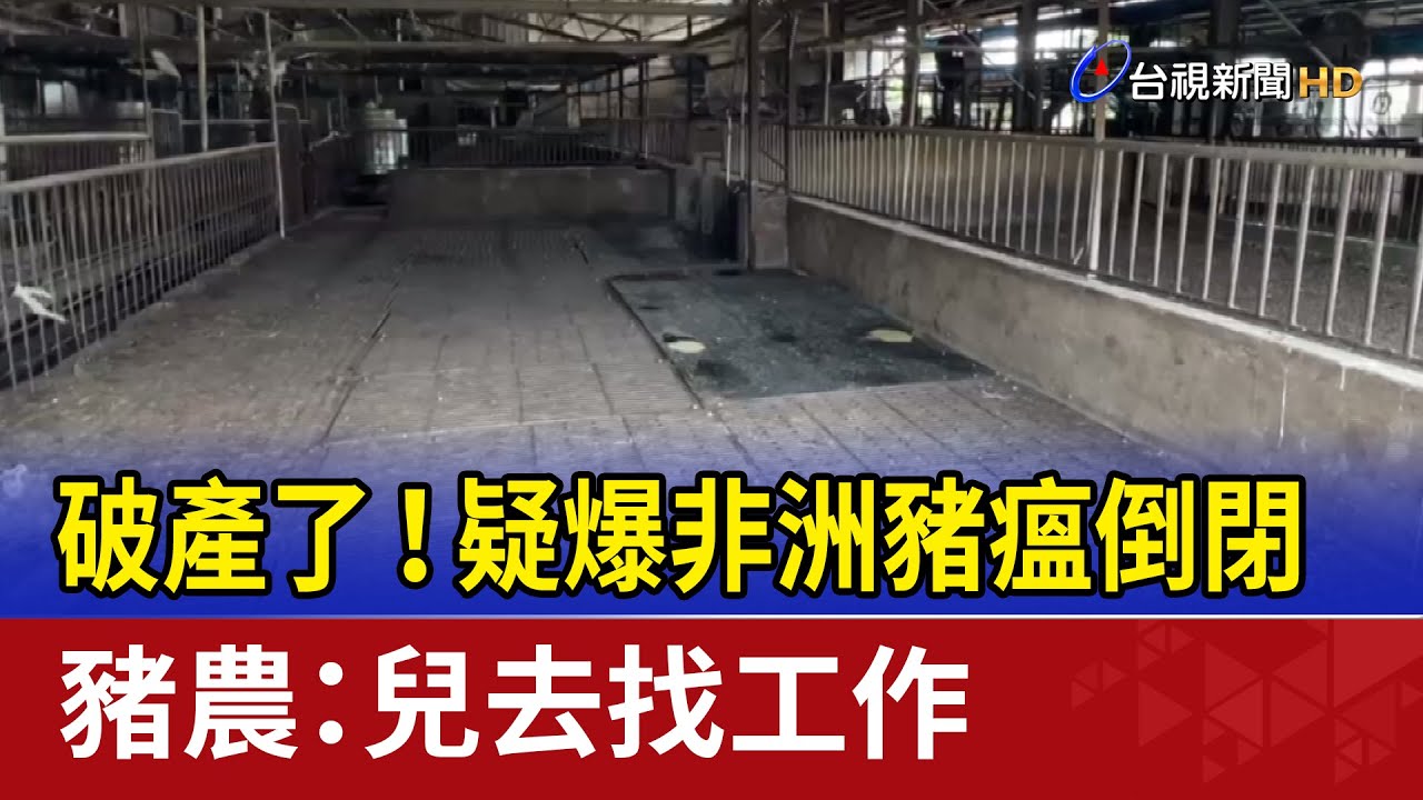破產了！疑爆非洲豬瘟倒閉 豬農：兒去找工作