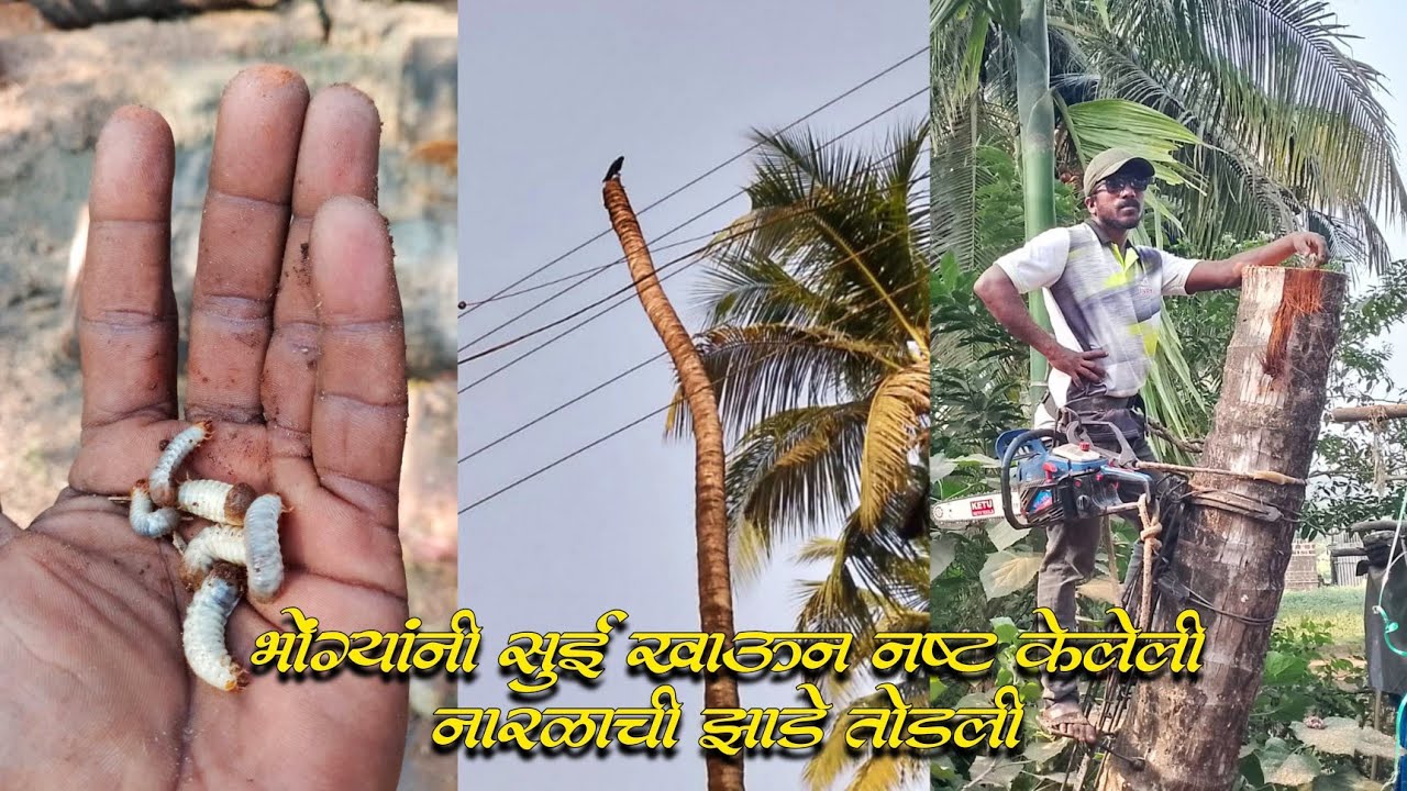 भोंग्यांनी सुई खाऊन नष्ट केलेली नारळाची झाडे तोडली,किलौस सिंधुदुर्ग,मालवण#coconut#trrecuting#2026