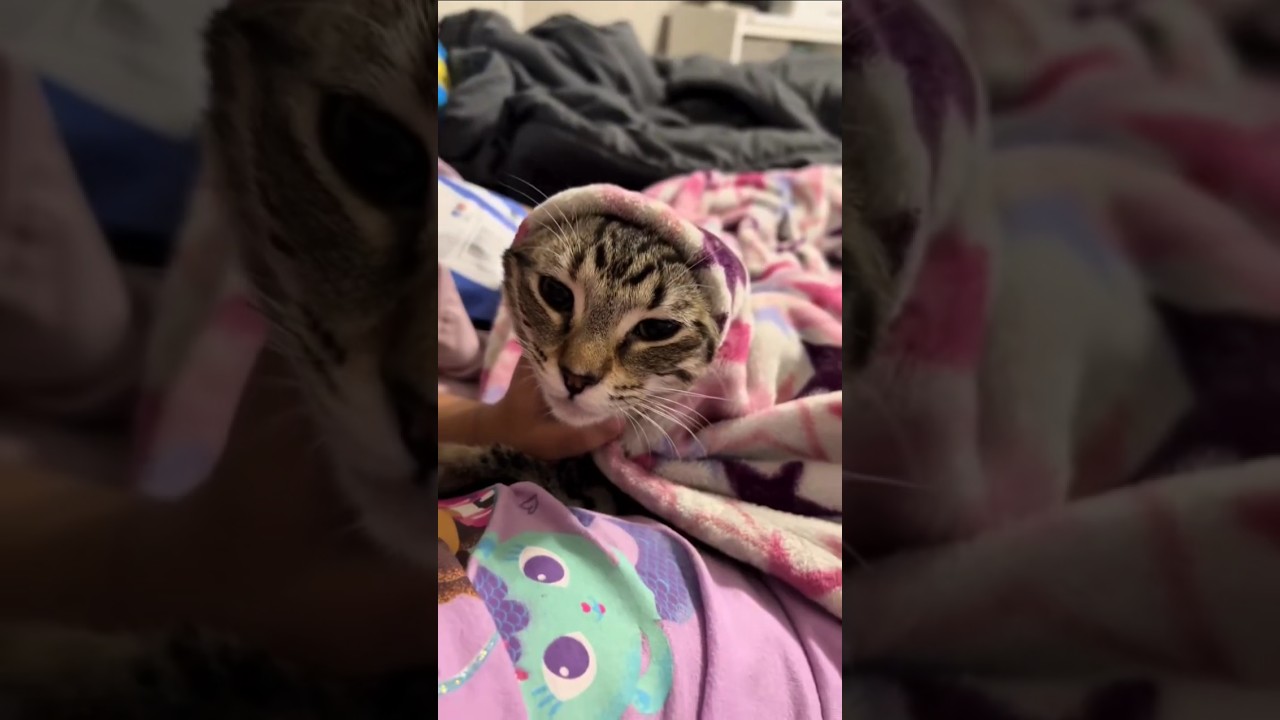 Four things only a tabby Cat owner will understand!