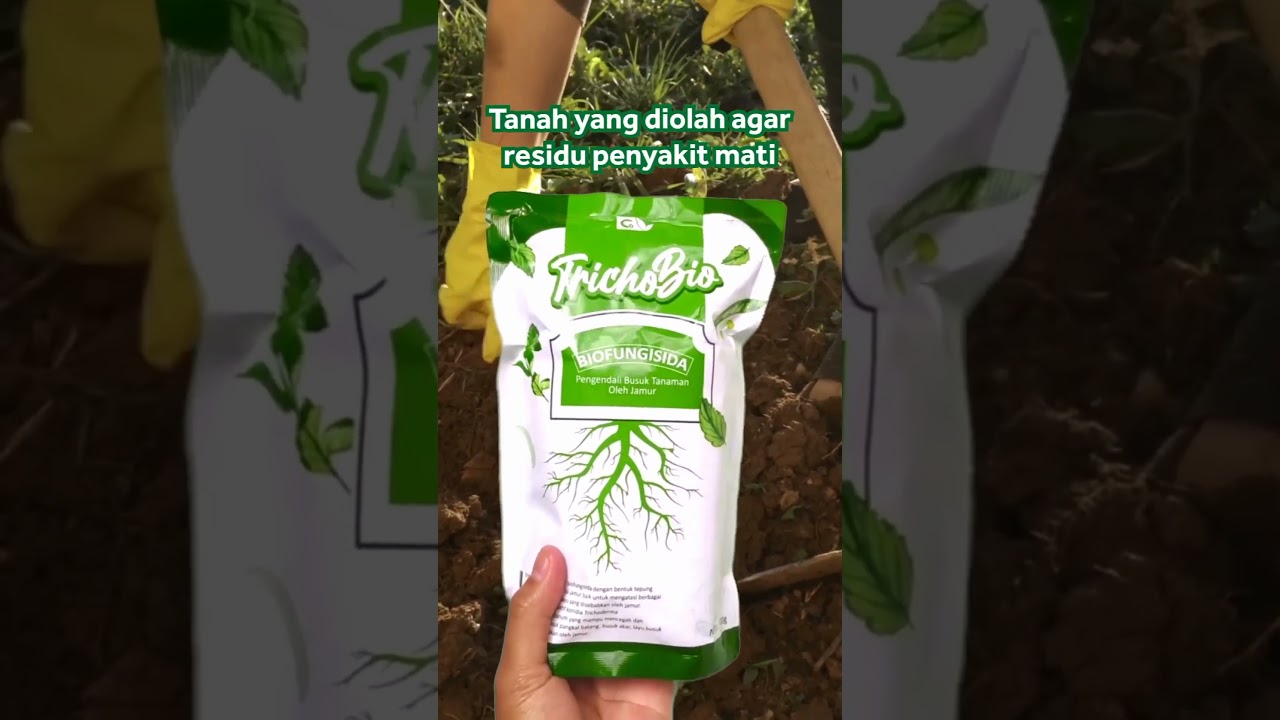 Solusi Busuk Tanaman 🌱 #busukbuah #busukdaun #busukbatang #soilbooster