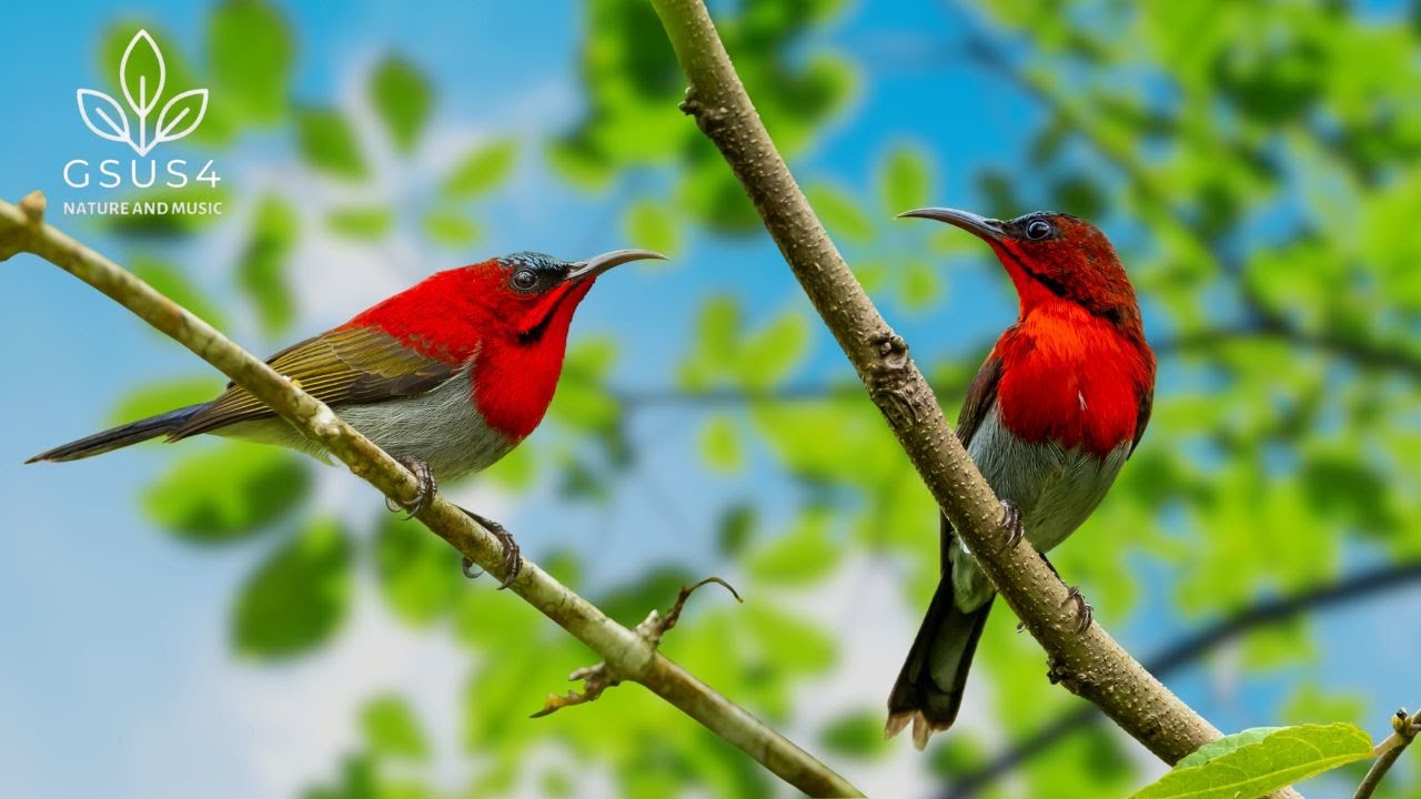 Birds Song - Peaceful Chirping & Nature Sounds for Mind Calming - Soothe The Mind & Deep Sleep