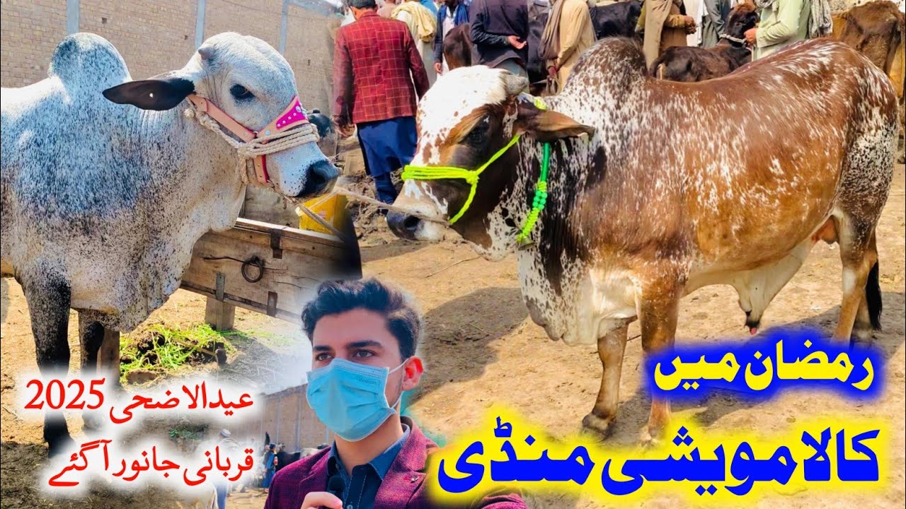 Kala Mandi Ramzan Updates 2025 - Season Ki Tayari Shoro - Cow Mandi Peshawar