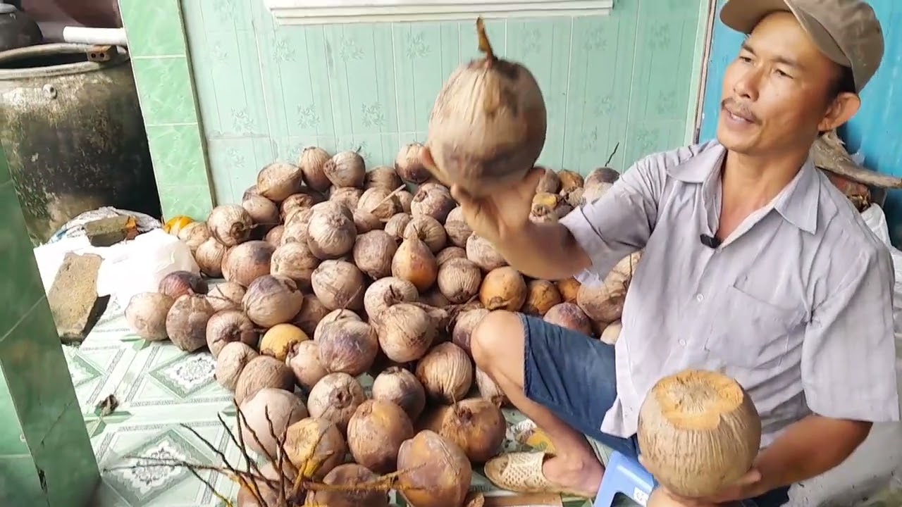 CÁCH ƯƠM DỪA GIỐNG ,DỪA GIỐNG MÃ LAI ĐÍCH BẦU ,,,CHUẨN GIỐNG