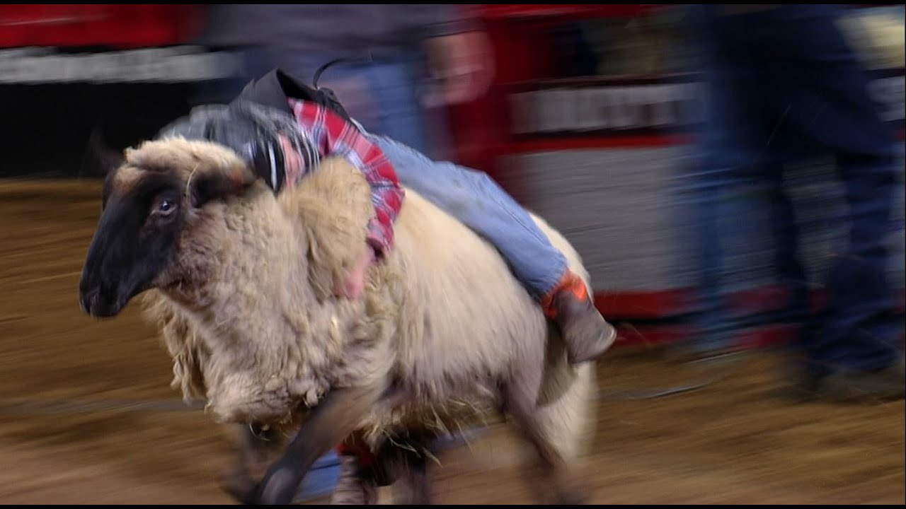 Mutton Bustin' highlights | San Antonio Rodeo | Feb. 17, 2022