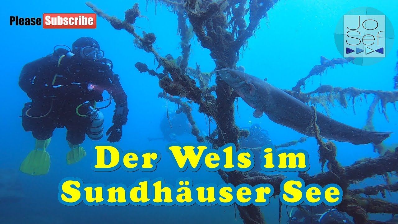 Der Wels im Sundhäuser See | Tauchen Nordhausen | Juni 2021