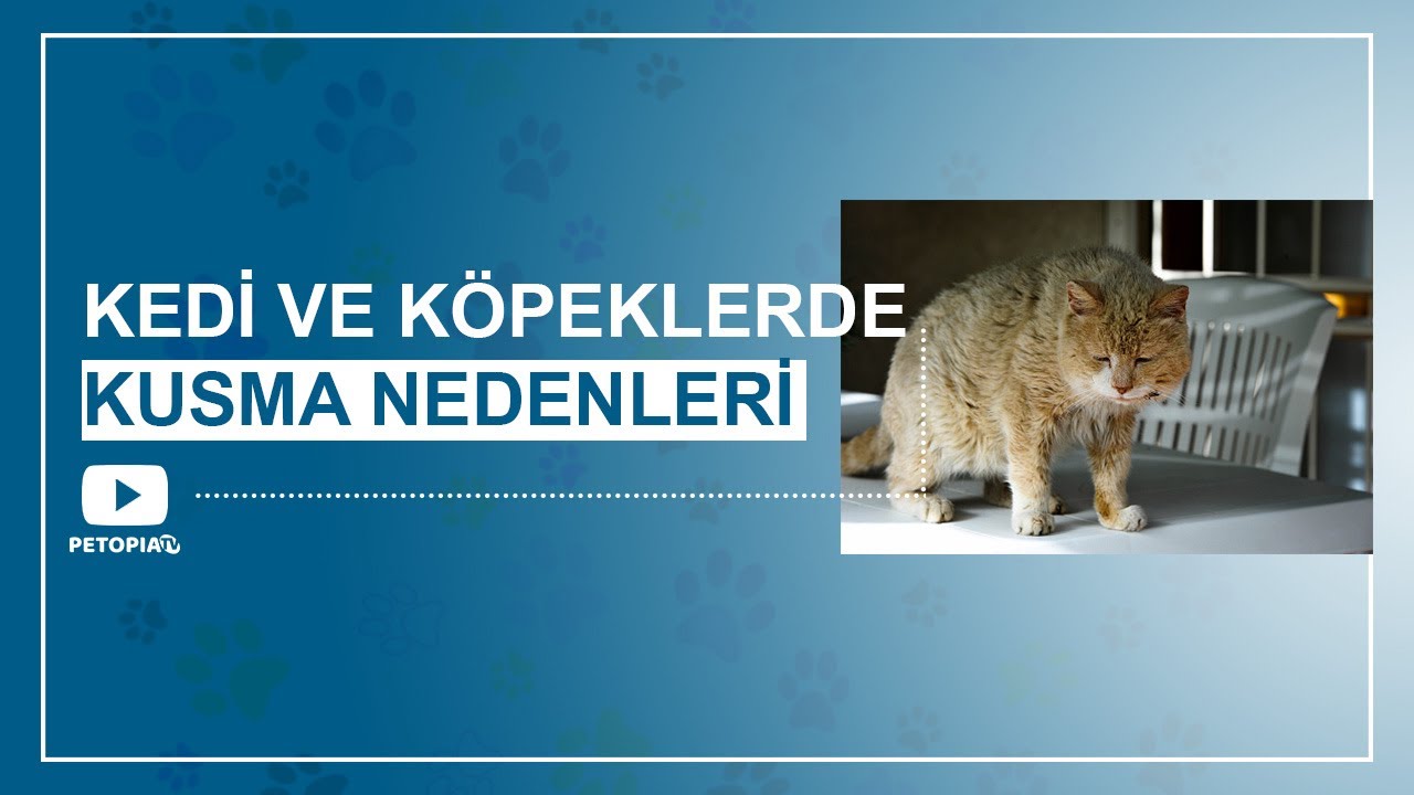 Kedi & Köpeklerde Kusma Nedenleri
