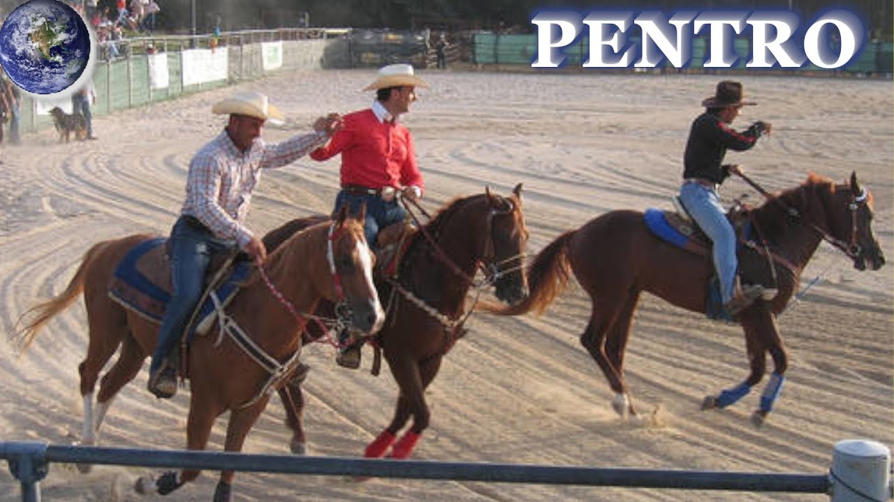 TOP Beautiful Pentro Horse in the  World!