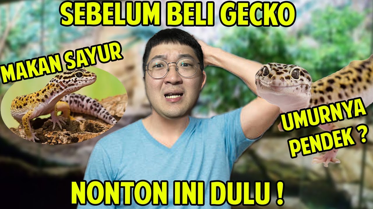 TIPS LENGKAP PELIHARA GECKO !