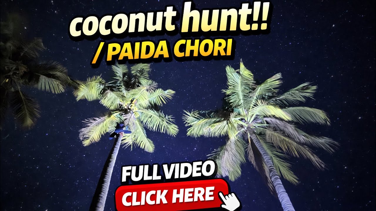 Coconut hunting at night/ ratire Paida chori | Full Video