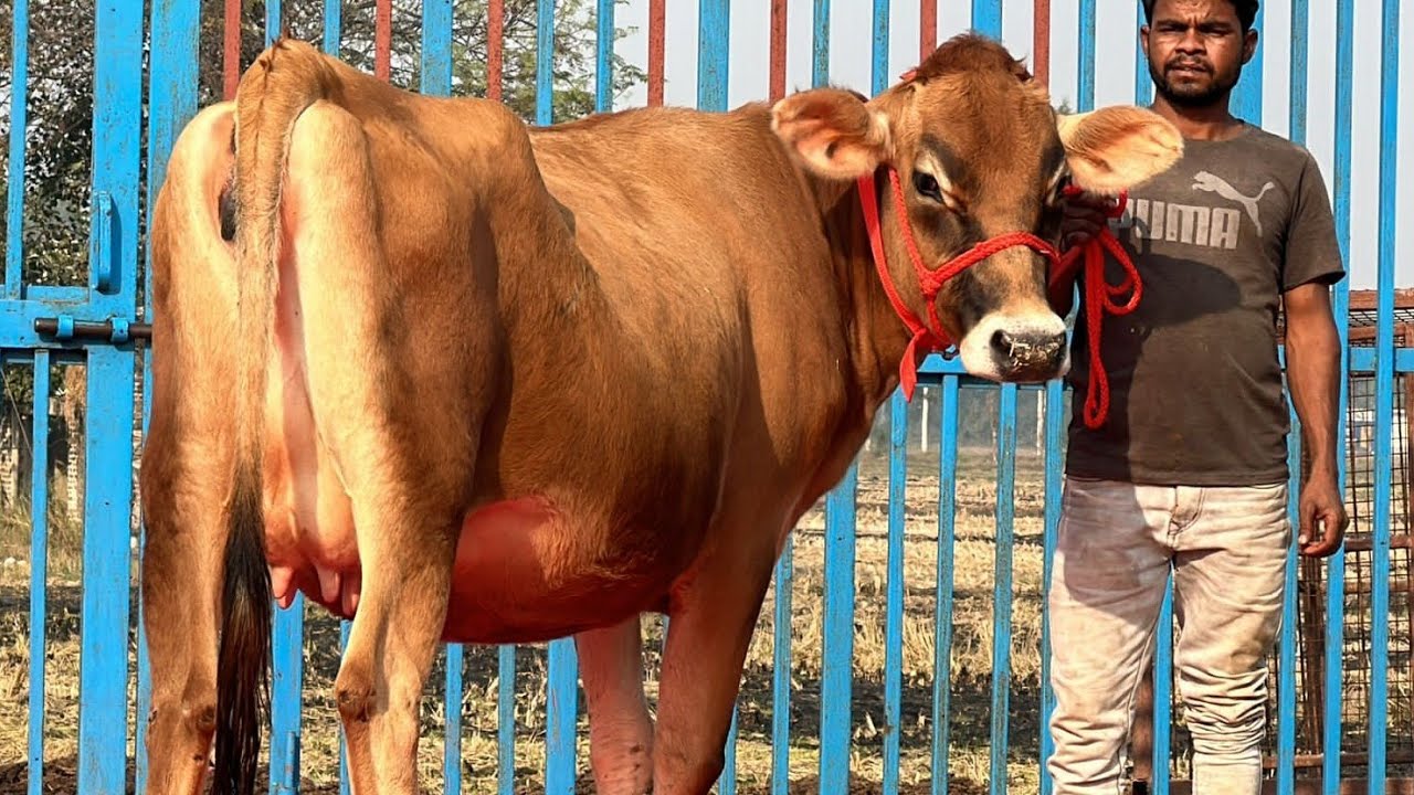 6 top Quality pregnant jersey hiffers 🎖3,25,000₹ 🔥 cont 75080 23218 Sarb Cheema dairy Farm punja
