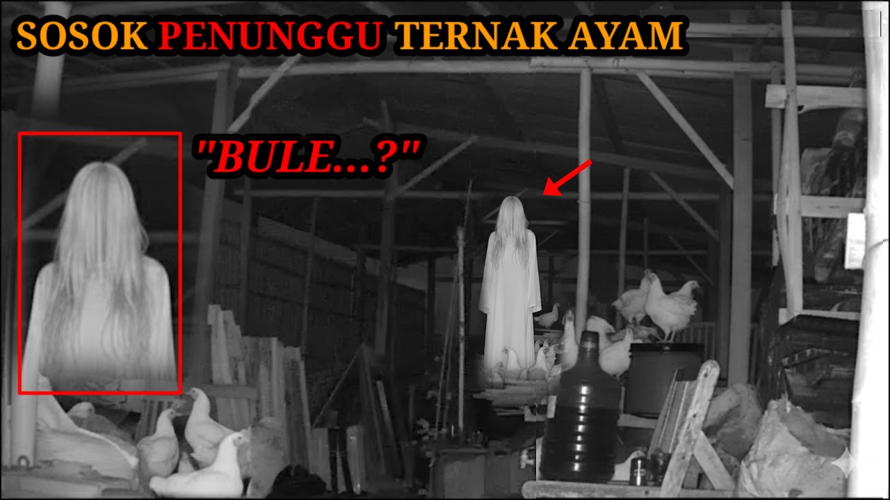 HORROR‼️TEROR KUNTILANAK DI LOKASI TERNAK AYAM