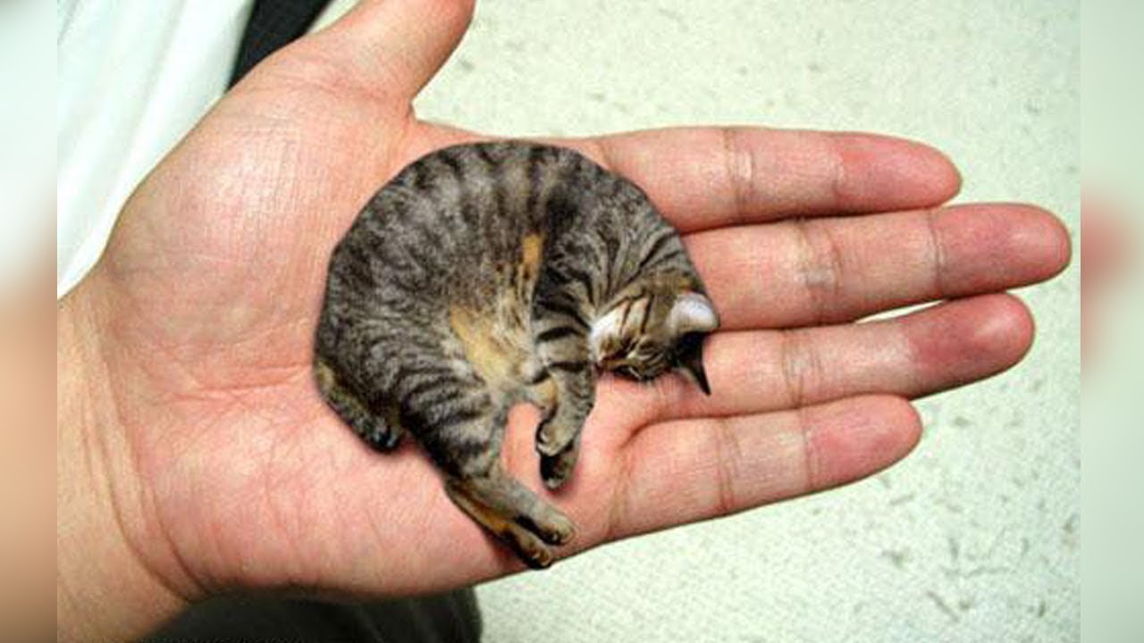 AS 12 MENORES RAÇAS DE GATOS DO MUNDO