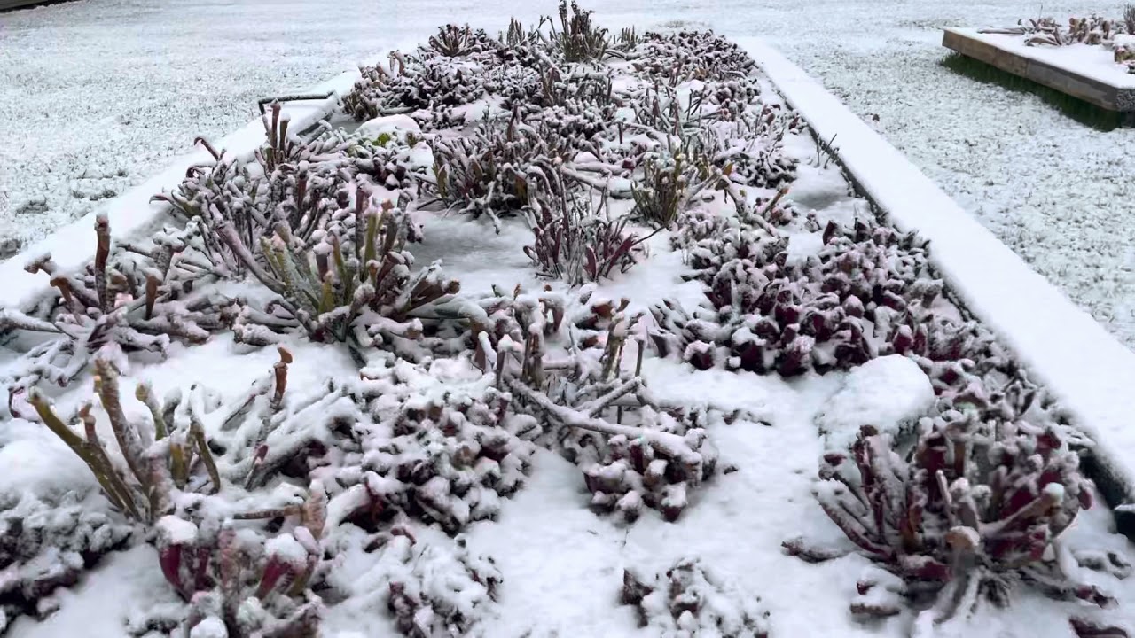 Bog garden in Winter