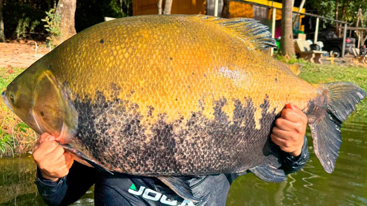OS TAMBAQUIS 30KG+ ESTÃO A TODO VAPOR NO CÓRREGO DAS ANTAS, ESSA ISCA SELECIONA!