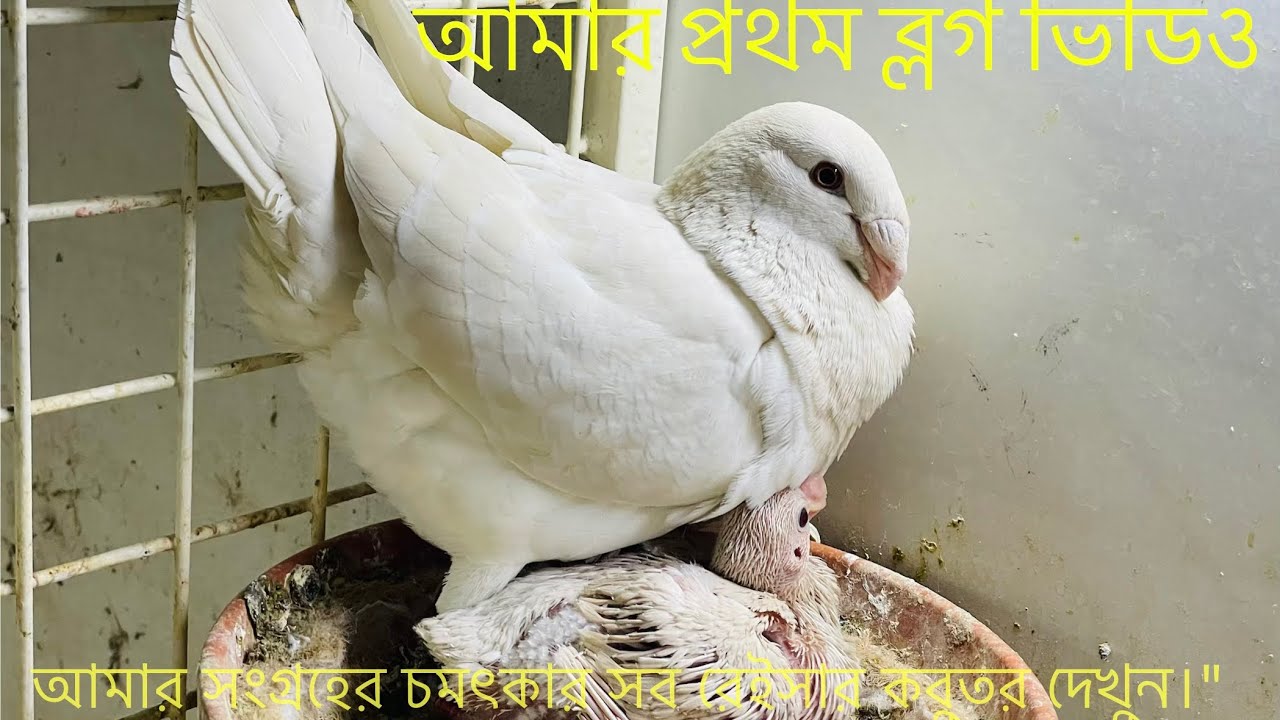 My First Vlog | আমার প্রথম ভ্লগ ভিডিও এবং আমার সংগ্রহের সেরাকিছু রেসার কবুতর #kabutar #youtubevideo 
