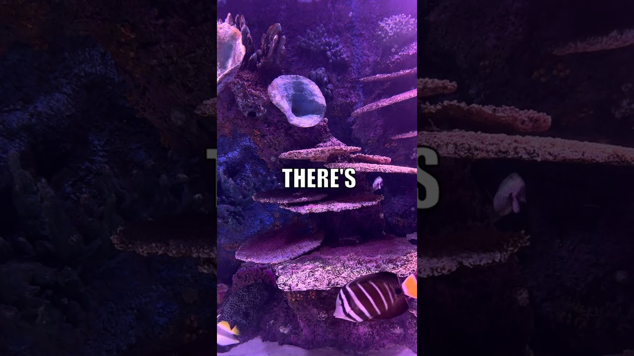 Bone-Eating Worms & Their Acid-Secreting Bacteria!