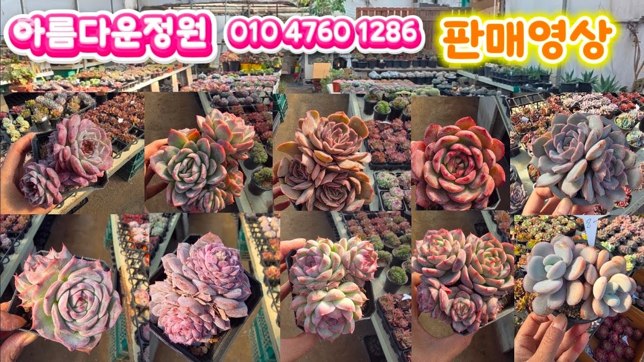 26년2월9일 아름다운정원 판매영상#succulent #다육이 