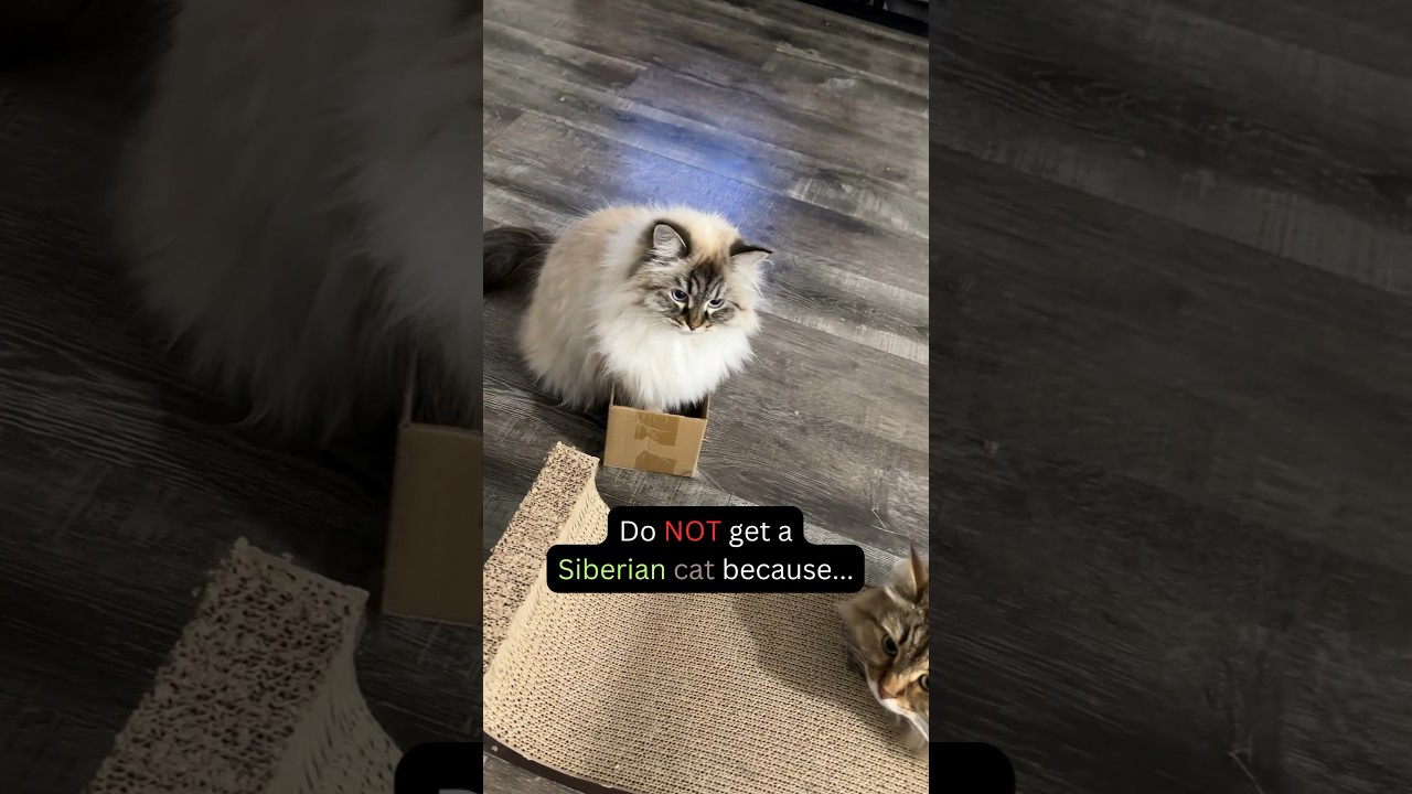 Вы бы ВСЕ ЕЩЕ завели сибирскую кошку?
