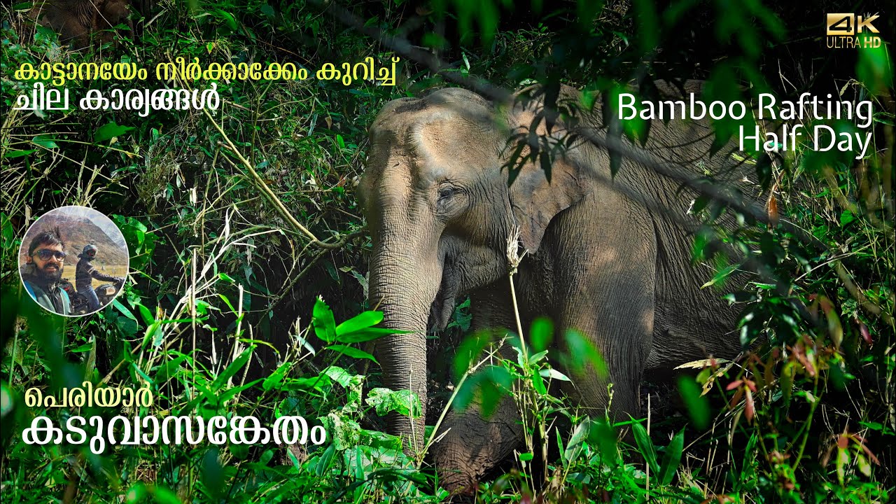 Forest Trekking in Thekkadi | Bamboo Rafting | Halfday Walk inside the Forest.