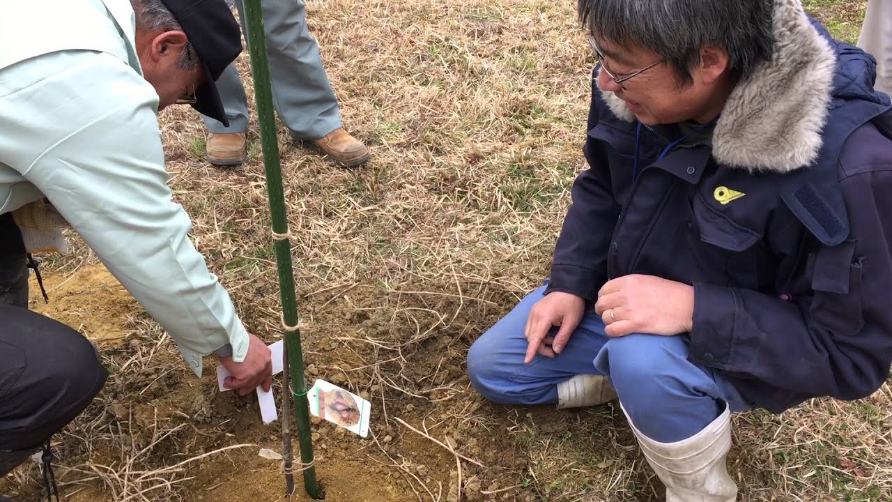 栗の植樹講習会 in 伊賀市阿山