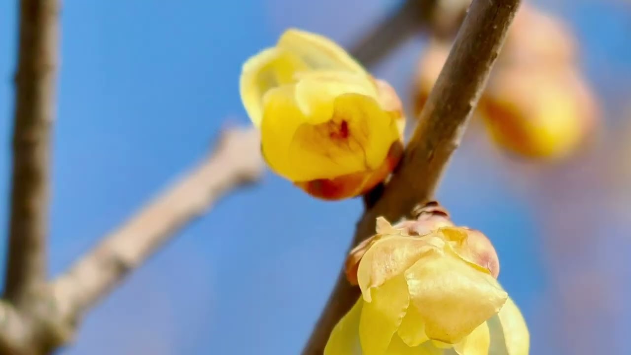 花と音楽🌸　🎵メリーウィドウワルツ　レハール🇦🇹