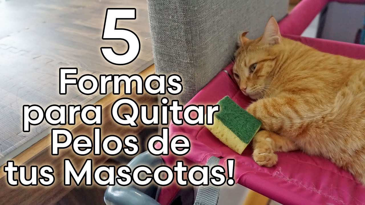 5 Distintas Formas para QUITAR LA PELUSA Y PELOS DE SUS MASCOTAS FACILMENTE 😺🐶
