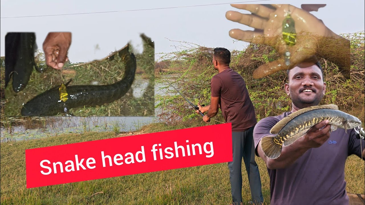 How to catch snake head fishing | snake head with frog #fishing #handmadelure #telugu #snakehead 