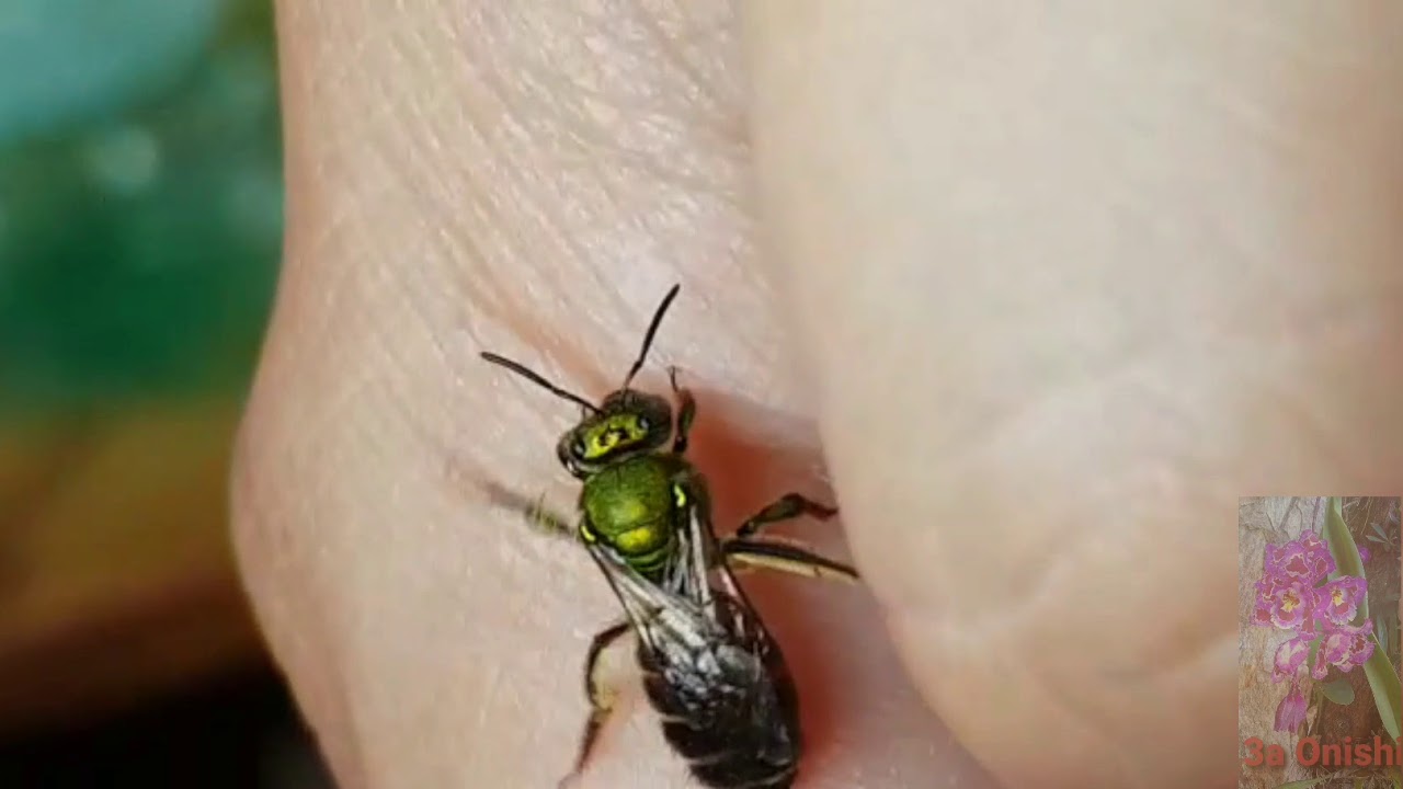 Abelha verde met&aacute;lica (Augochlora sp. ou Euglossini sp.) e o seu comportamento solit&aacute;rio e curioso
