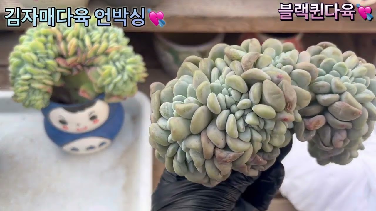 2/2)💘김자매다육 언박싱영상💘#블랙퀸다육 #다육식물 #다육힐링 #언박싱영상