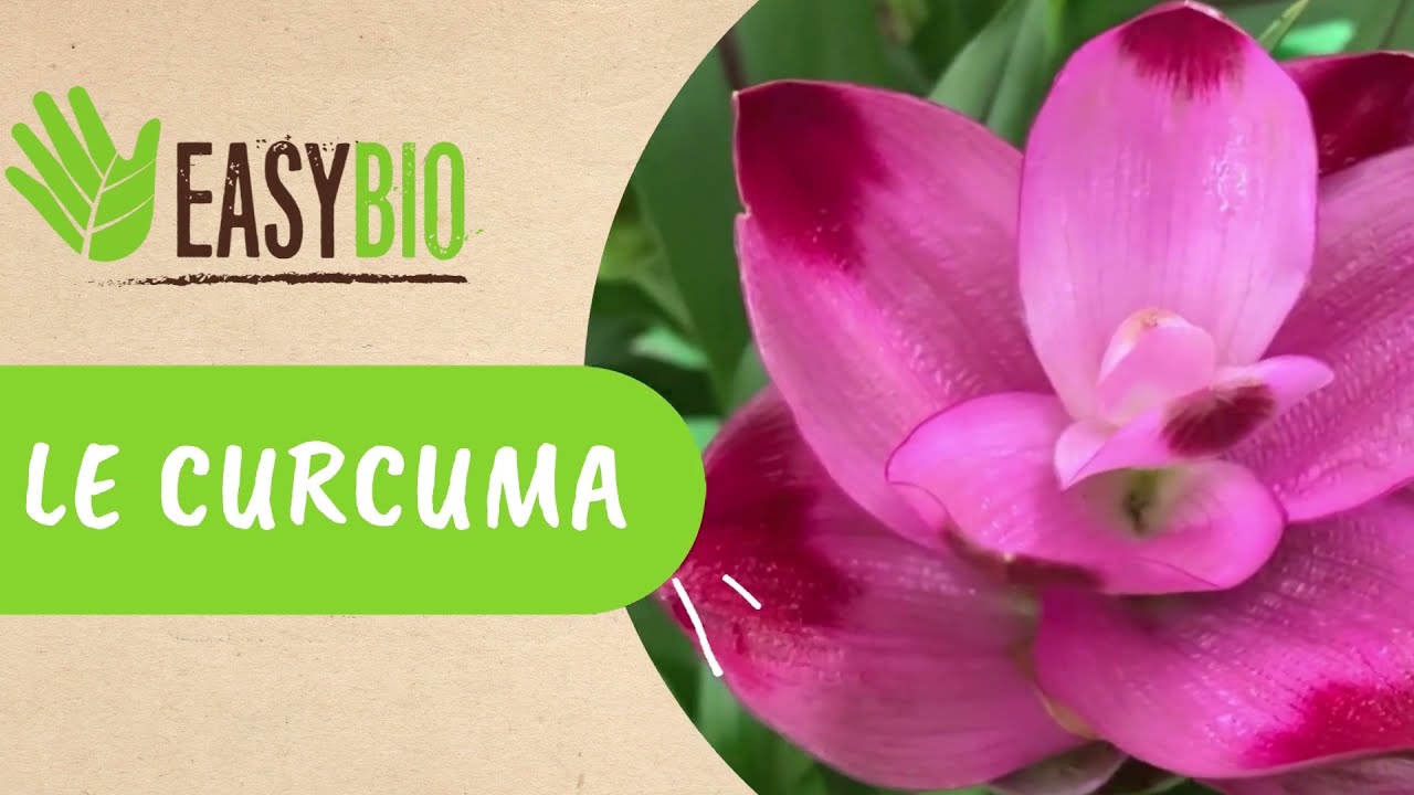 Tous savoir sur la floraison et l'entretien du Curcuma d’ornement