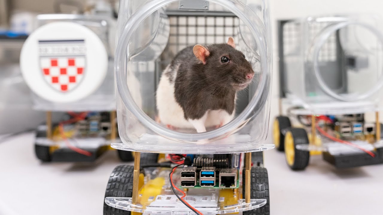 Driving On: Latest on Driving Rats Research Project