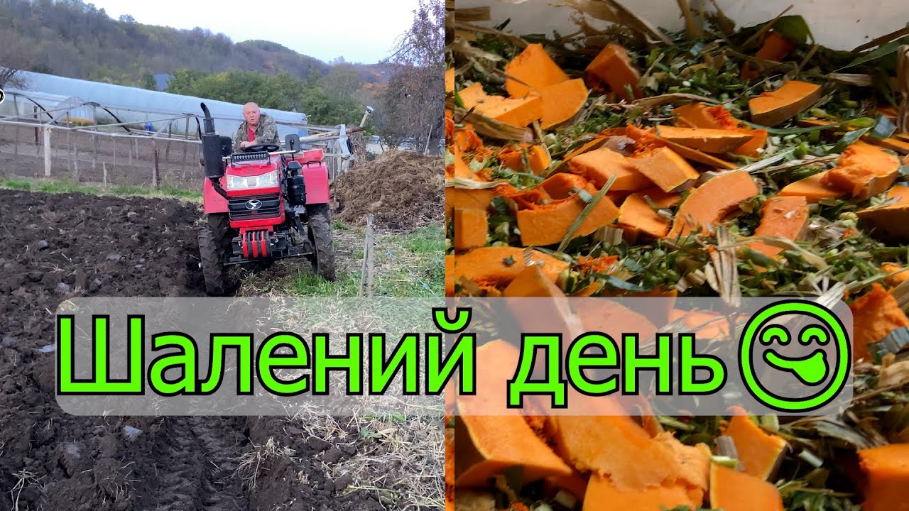 Силос из кукурузы с тыквой (витаминный корм). Пахота огорода Shifeng SF-354. #ИванКо, @ИванКОмих