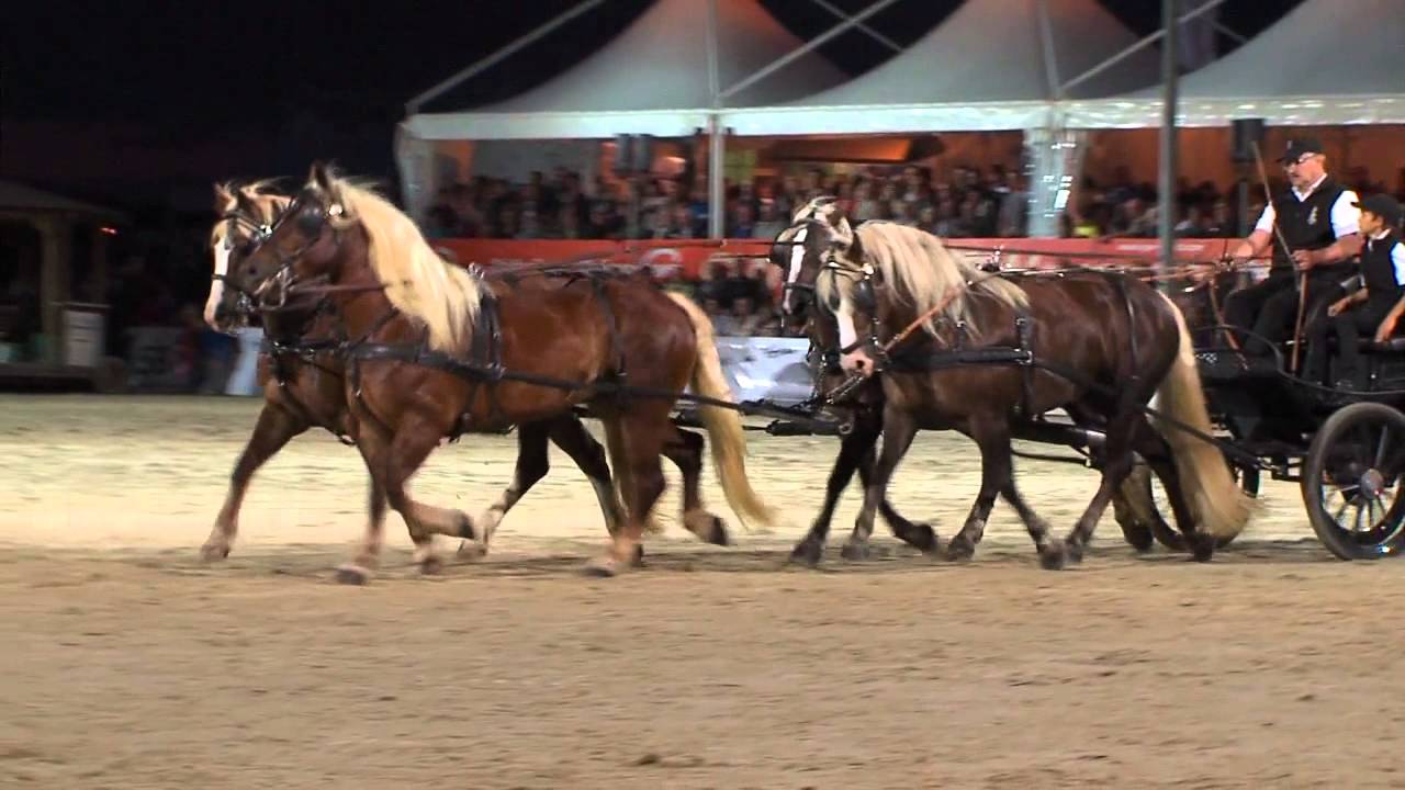 Fest der Pferde 2015