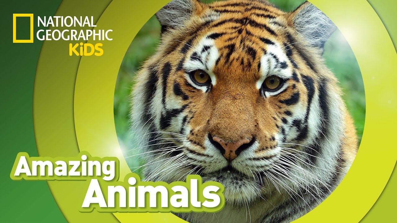 Tiger 🐯 | Amazing Animals