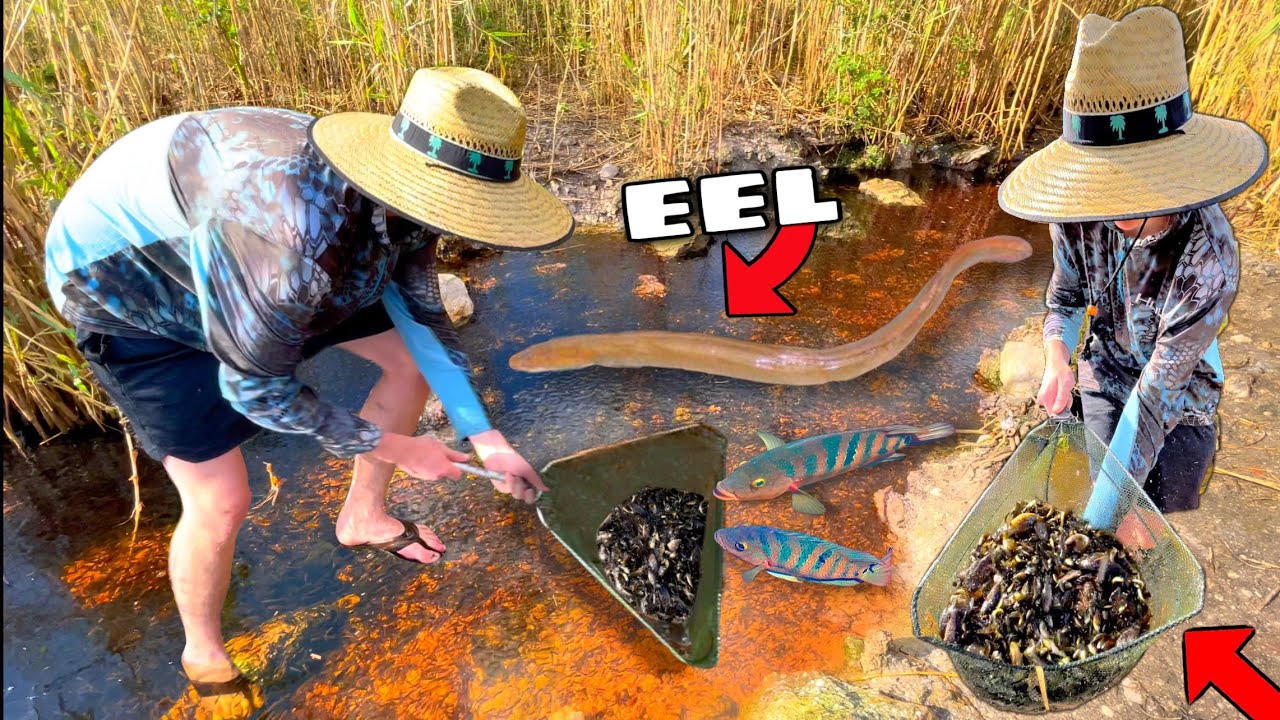Netting Rare EEL Fish in the Florida Everglades!! *HELP IDENTIFY*