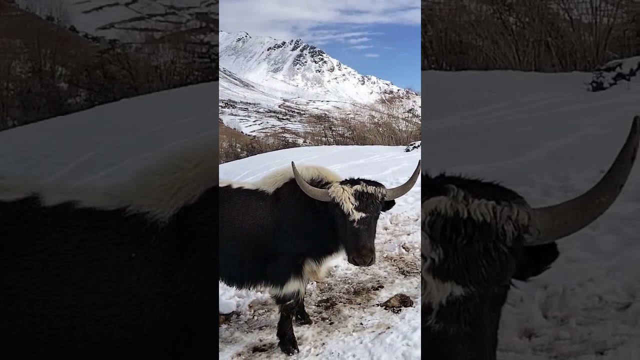 A beautiful and attractive colour of Gilgiti yak