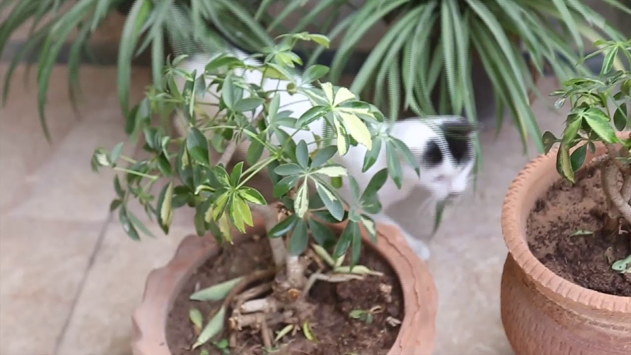 How to Grow and Care  For Schefflera Indoor And Outdoor(Urdu)