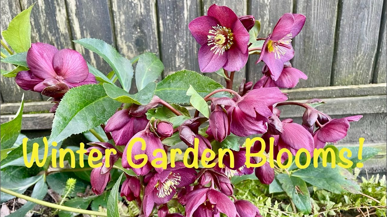 Winter Walkabout - Garden Blooms 🤩