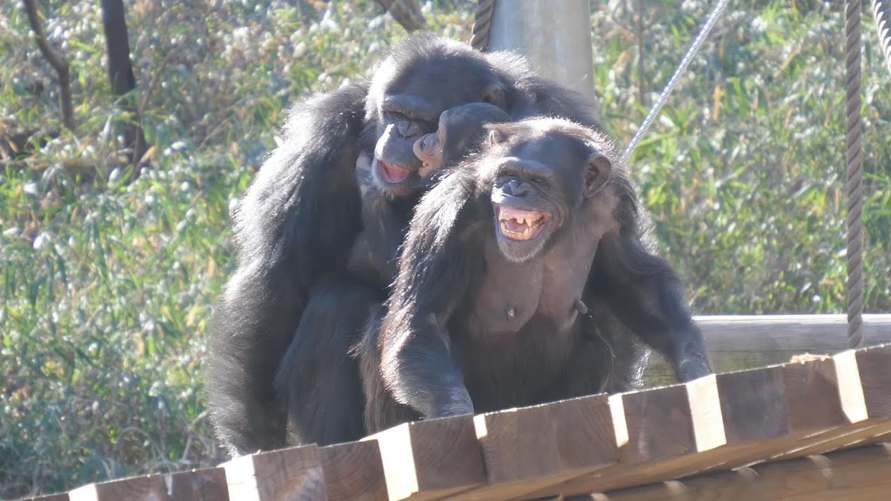 ジンとミカンの交尾は９９％結果なし＆怒りのデッキー　多摩動物公園　チンパンジー　202502