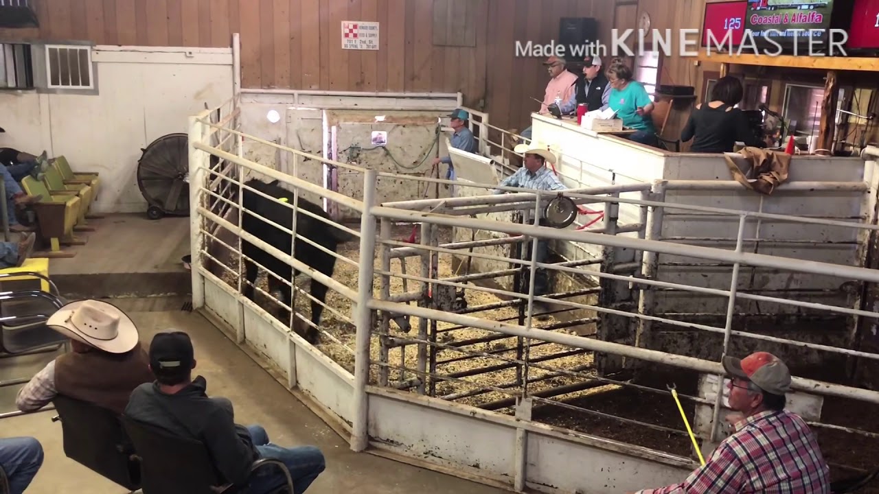 Selling cattle in west Tx!!!!